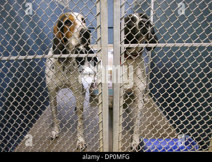 Mar 27, 2006; Palm Beach, FL, USA; Potenial adoptees are caged together due to a lack of space at the Palm Beach County Animal shelter on Belvedere Road on March 27, 2006.  Issues affecting the animal care and control division include staff and space shortages. Mandatory Credit: Photo by J. Gwendolynne Berry/Palm Beach Post/ZUMA Press. (©) Copyright 2006 by Palm Beach Post Stock Photo