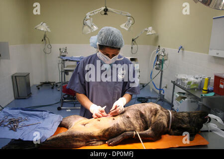 Mar 27, 2006; Palm Beach, FL, USA; Veterinarian Gloria Livadas spays a dog at the Belvedere road animal shelter. Mandatory Credit: Photo by J. Gwendolynne Berry/Palm Beach Post/ZUMA Press. (©) Copyright 2006 by Palm Beach Post Stock Photo