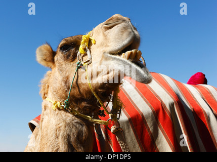 Camel head close up Stock Photo