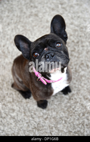 A close up shot of a french bulldog Stock Photo