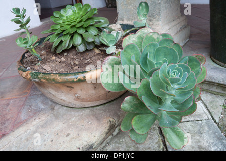 Beautiful succulent plant in a mexican patio. Oaxaca, Oaxaca. Mexico