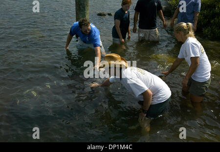 May 05, 2006; Boyton Beach, FL, USA; Florida Fish & Wildlife Conservation Commission and Lowry Park Zoo employees release 'Delray,' a 925-pound adolescent manatee, into the Intracoastal Waterway in Boynton Beach Friday, May 5, 2006. 'Delray' was rescued in the Tropic Isle subdivision in Delray Beach on January 2, 2006 after he was struck on the back by a boat propellor, leaving ter Stock Photo