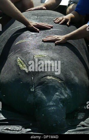 May 05, 2006; Boyton Beach, FL, USA; Florida Fish & Wildlife Conservation Commission  and Lowry Park Zoo employees pat 'Delray,' a 925-pound adolescent manatee, one last time before releasing him into the Intracoastal Waterway in Boynton Beach Friday, May 5, 2006. 'Delray' was rescued in the Tropic Isle subdivision in Delray Beach on January 2, 2006 after he was struck on the back  Stock Photo