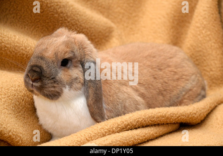 Lop-eared Rabbit, Dwarf Lop sitting on a blanket Stock Photo