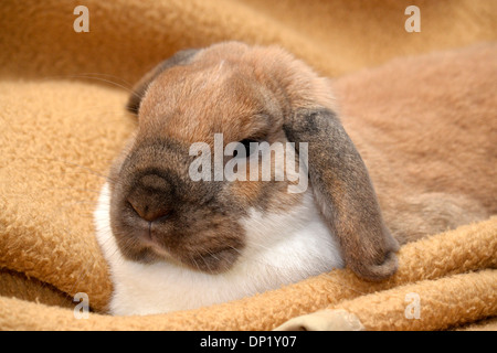 Lop-eared Rabbit, Dwarf Lop sitting on a blanket Stock Photo