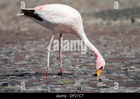 Andean Flamingo (Phoenicoparrus andinus), Potosí Department, Bolivia Stock Photo