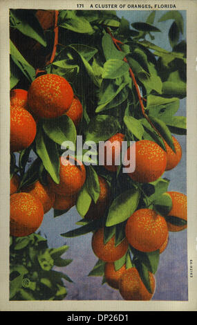 May 18, 2006; Miami, FL, USA; The title of this vintage postcard is 'A Cluster of Oranges, Florida.'  Unmarked and unsent card published by the Florida Post Card Co. of Jacksonville, FL.  Printed card copy on the back of the card (one cent required for postage) states:  'In Florida bright flowers are found.  The flame-vine and Hibiscus abound; While orange groves of fadeless green, Stock Photo