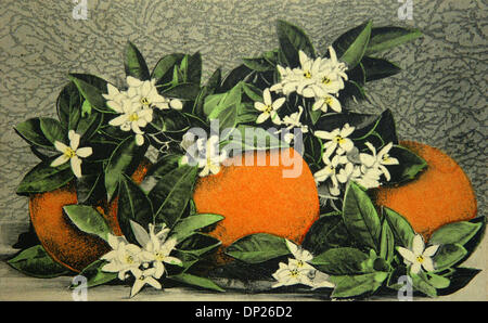 May 18, 2006; Miami, FL, USA; This vintage hand-colored postcard depicting Florida oranges and blossoms probably dates from the 1930's based on an internet search of other cards by this company. The card was manufactured by Sunny Scenes, Inc. of Winter Park, Florida. Mandatory Credit: Photo by Historical Museum of Southern Florida/Palm Beach Post/ZUMA Press. (©) Copyright 2006 by P Stock Photo