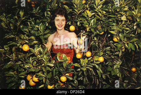 May 18, 2006; Miami, FL, USA; This vintage  postcard says on the back 'Harvesting fruit especially for you at Floyd Wray's Flamingo Groves, Ft. Lauderdale, Florida. This card probably dates from the 1960's.  According to the web, Michigan resident Floyd Wray came to Florida in 1925 in hopes of establishing a branch of the House of Crane Tobacco Company.  But then the 1926 hurricane Stock Photo