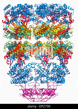 Chaperonin protein complex. Molecular model showing the structure of a ...