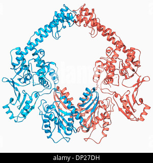 Type II topoisomerase molecule Stock Photo