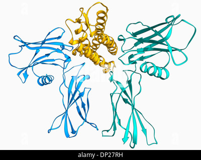 Erythropoietin bound to receptors Stock Photo