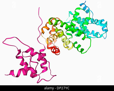 Simian virus (SV40) large T antigen, molecular model. This antigen is