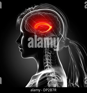 Female brain, artwork Stock Photo