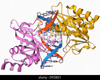 EcoRV restriction enzyme molecule Stock Photo