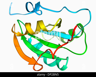 Simian virus (SV40) large T antigen, molecular model. This antigen is ...