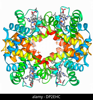 Haemoglobin, molecular model Stock Photo