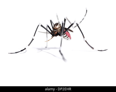 Mosquito, artwork Stock Photo