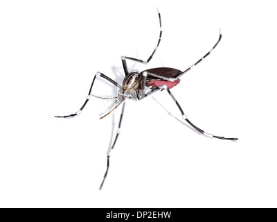 Mosquito, artwork Stock Photo