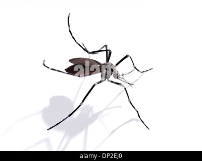 Mosquito, artwork Stock Photo