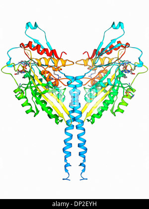 Kinesin motor protein Stock Photo