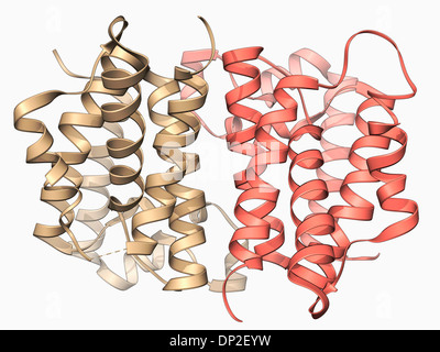 Rhomboid protease molecule Stock Photo