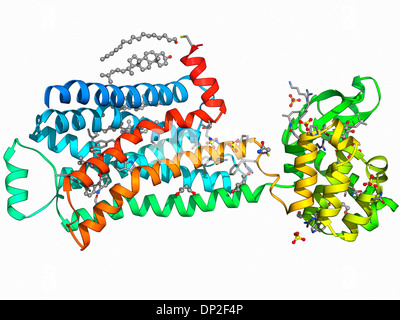 Beta-2 adrenergic receptor molecule Stock Photo