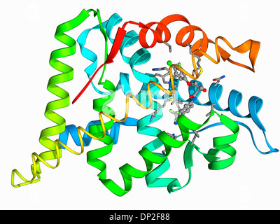 Androgen receptor and modulator Stock Photo