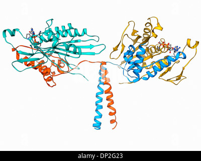 Kinesin motor protein Stock Photo