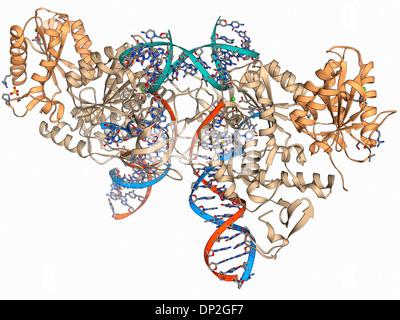 Retroviral intasome molecule. Molecular model of an intasome from a ...