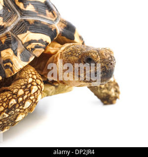Leopard tortoise Stock Photo