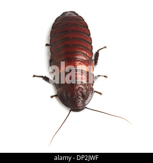 Madagascar hissing cockroach Stock Photo