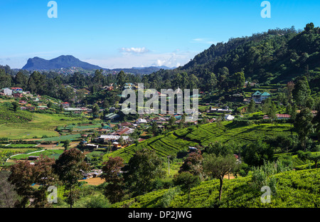 Asia Sri Lanka, Nuwara Eliya, view of the town between the field of tea Stock Photo