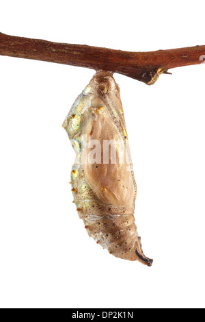 Painted lady butterfly cocoon Stock Photo