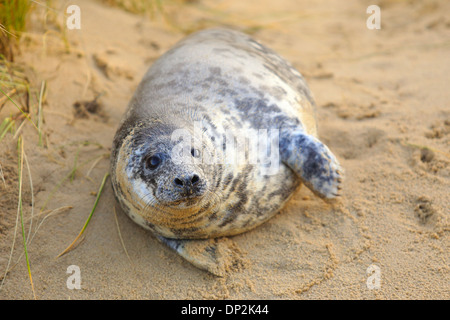A grey seal pup on Horsey Beach, Norfolk, England, Stock Photo
