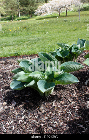 HOSTA BIG DADDY. PLANTAIN LILY. Stock Photo