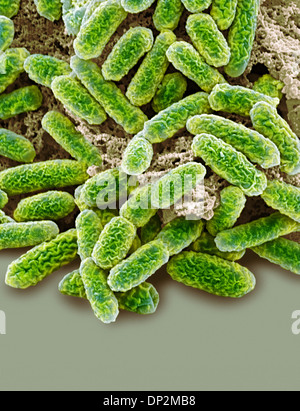 E coli bacteria, SEM Stock Photo