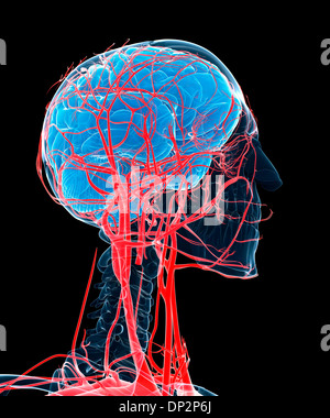 Brain and arteries, artwork Stock Photo