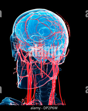 Brain and arteries, artwork Stock Photo