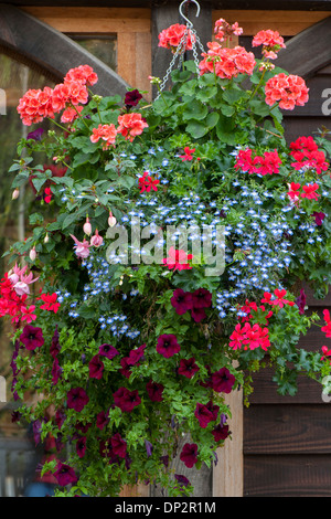 Summer Hanging basket with trailing flowers Stock Photo