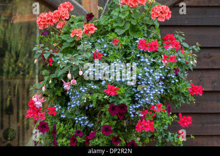 Hanging Basket in Full Flower Stock Photo