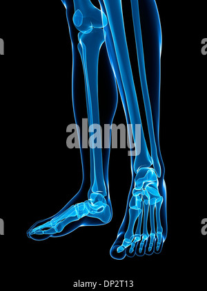 Three-quarter view of the bones of the lower legs, ankle joints and