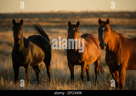 Three large horses in a field at sunset Stock Photo