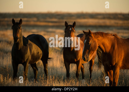 Three horses in a field at sunset Stock Photo