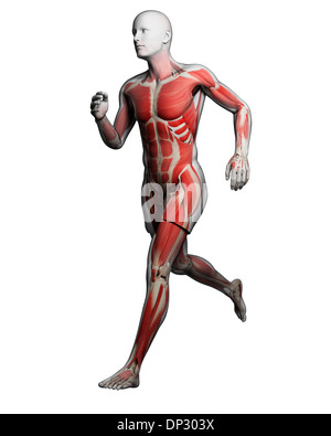 Runner muscles, artwork Stock Photo