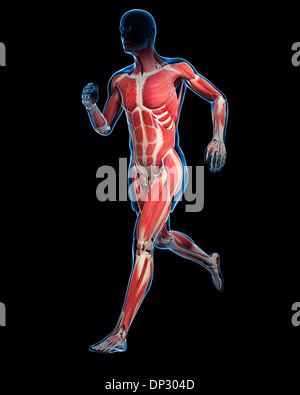 Runner muscles, artwork Stock Photo