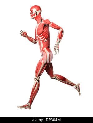 Runner muscles, artwork Stock Photo