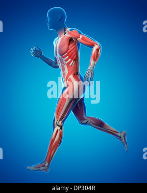 Runner muscles, artwork Stock Photo