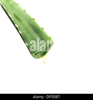 anthurium lancea Anthurium sp. 'Emerald Lance' 2 Leaves (EXACT PLANT)  Amazon Plants Peru