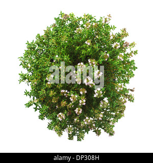 Thyme Thymus vulgaris plant Stock Photo